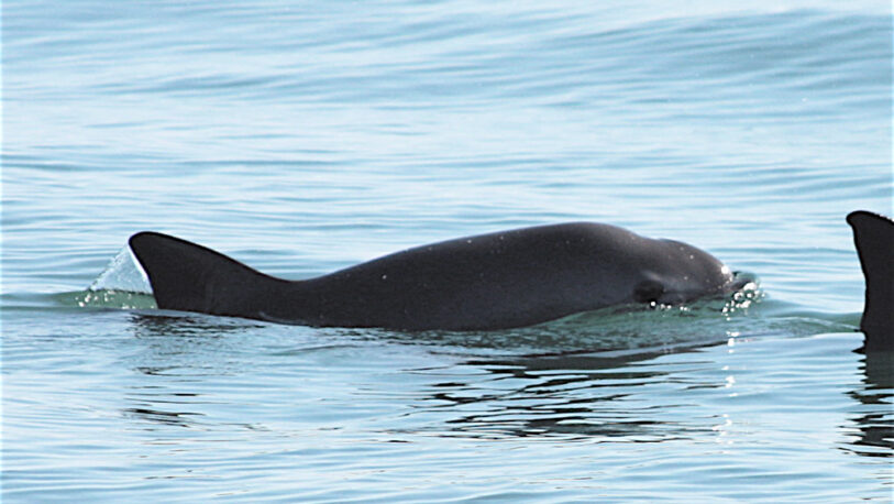 Estados Unidos denunció a México por la depredación de la vaquita marina