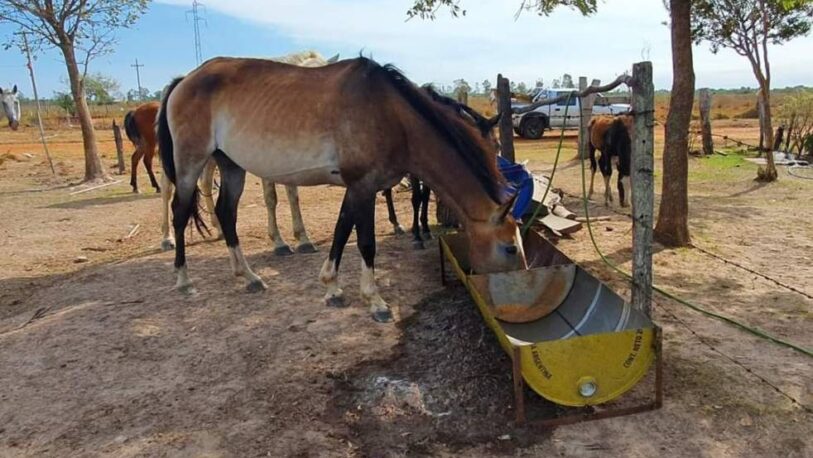 Una escuela de Corrientes fabricó y donó bebederos para los animales afectados por los incendios