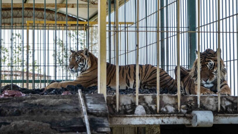 Rescataron a tigres de bengala abandonados por un circo