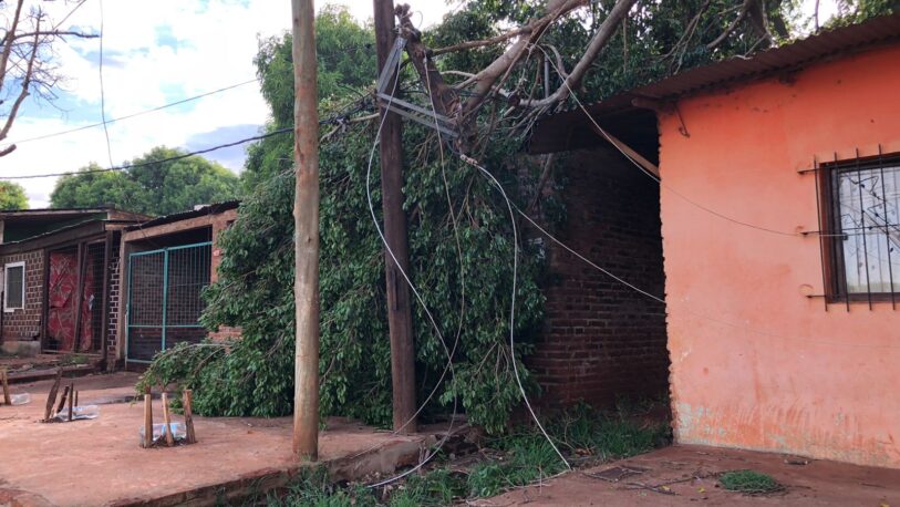 La tormenta dejó caída de árboles y tendido eléctrico en la Chacra 117