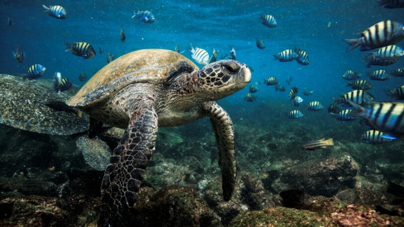 Descubrimiento científico: el tamaño ayuda a los animales marinos a nadar