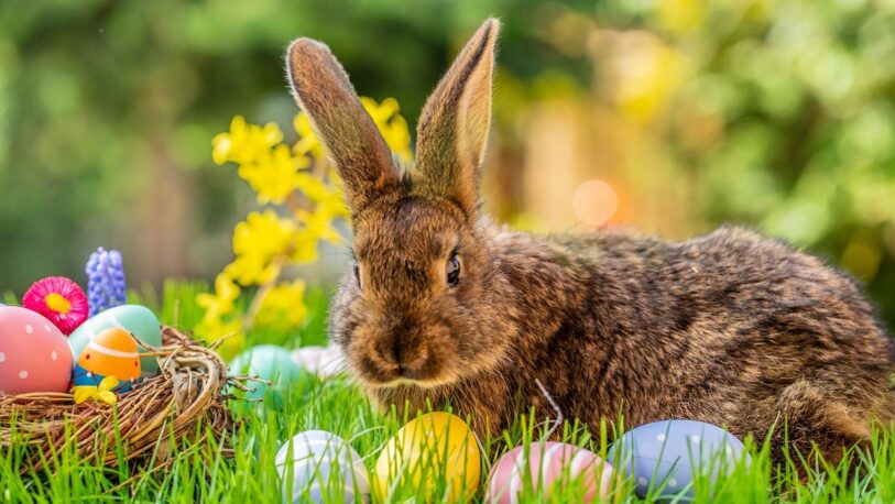 Pascuas: ¿Cuál es el significado del conejo?