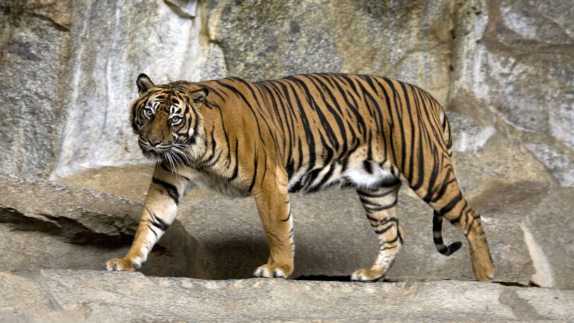 Indonesia: encontraron muertos a tres tigres de Sumatra en una trampa