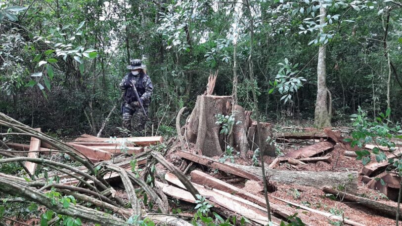 Apeo ilegal: secuestran maderas nativas aserradas en San José