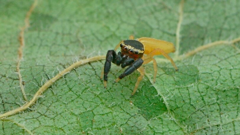 “Patoruzito”, la nueva especie de araña descubierta en Misiones