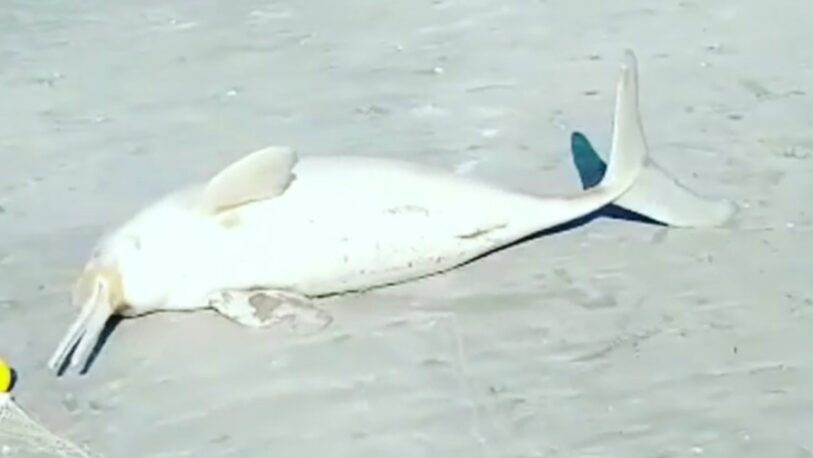 Un hombre se llevó un delfín de la playa