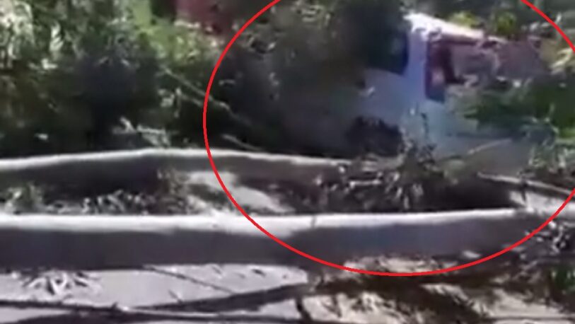 Montecarlo: podaban árboles, cayó uno y aplastó un auto