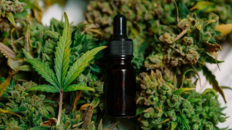 En qué consiste la Ley de Cannabis Medicinal y Cáñamo Industrial