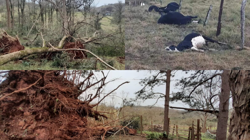 Un tornado arrasó Pozo Azul hace 6 días y productores revelan que aún nadie del Ministerio del Agro llegó a las chacras