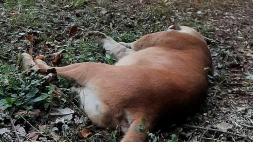 La selva de luto en Misiones: atropellan y matan a un puma en el Parque Nacional Iguazú
