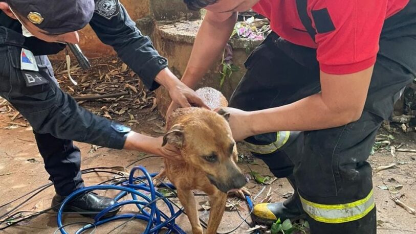 Rescataron a un perro de un pozo de agua y pusieron a salvo a un gato atrapado en una alcantarilla