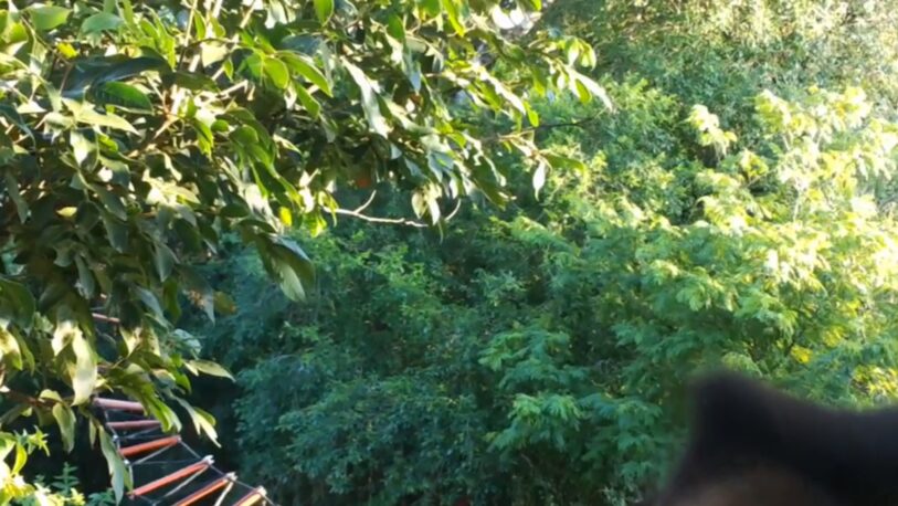Simpático video de un mono caí en un pasa fauna de Iguazú
