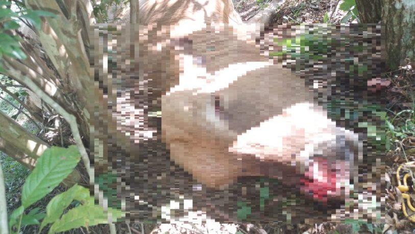 Yaguareté atacó y mató una vaca en picada Caa Guazú