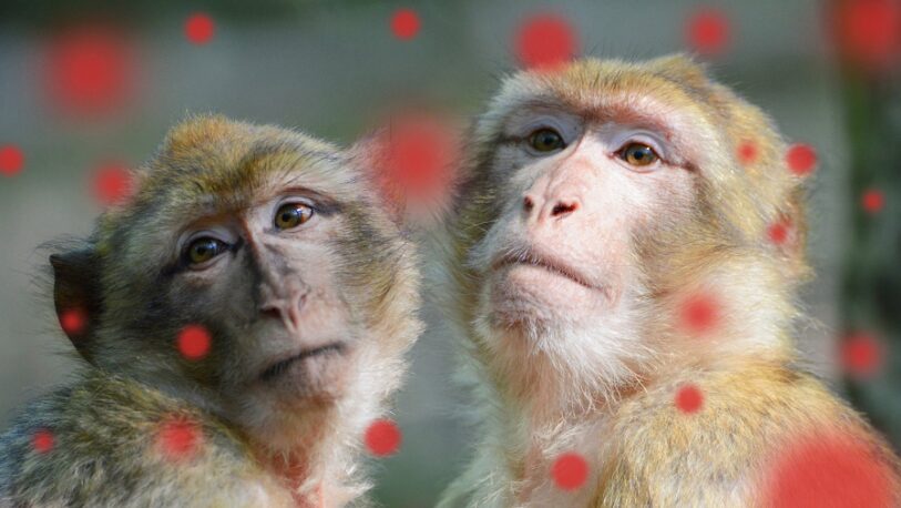 Denuncian ataques a monos en Brasil por temor a la viruela símica