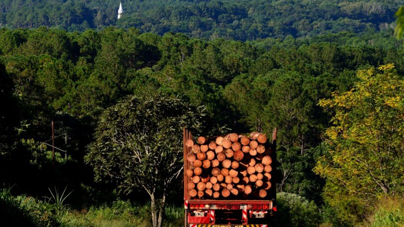 Polémicas declaraciones de Alberto Fernández generó repudio en el sector forestal de Misiones