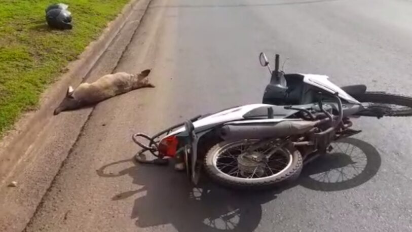 Una moto chocó y mató a un perro en avenida Llamosas