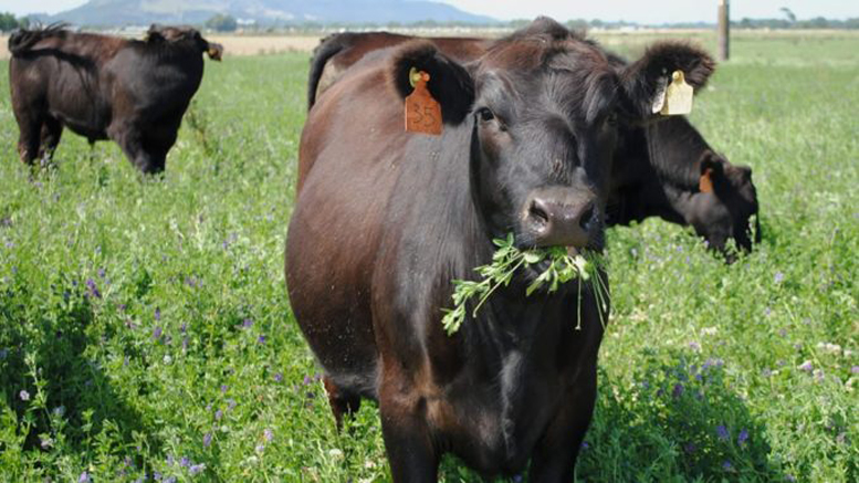 Productor ofrece una recompensa de un millón de pesos para saber quién carneo sus vacas