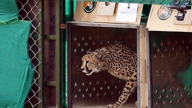 India recibió ocho guepardos 70 años después de haberse extinguido en el país
