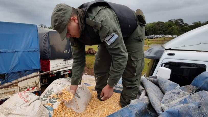 Trasladaban 14 toneladas de granos de maíz sin aval legal