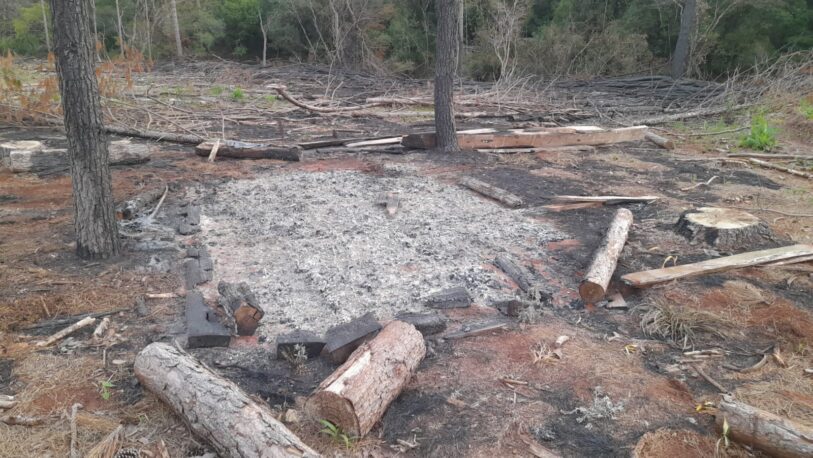 Incendió cinco hectáreas de pino en Campo Grande y quedó detenido