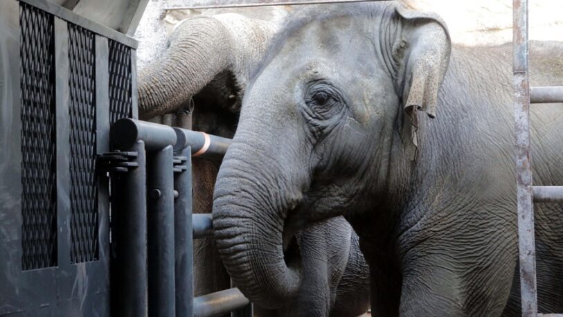 Murió Pocha, la elefanta trasladada desde Mendoza a un santuario en Brasil