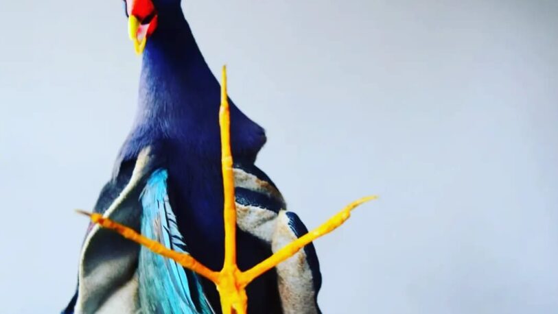 Resguardan una “pollona azul” con las alas rotas