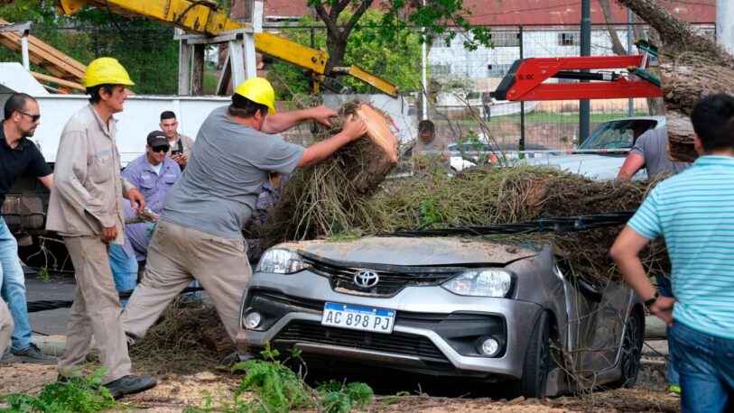 Un árbol cayó sobre 5 autos y causó la interrupción del servicio eléctrico en Corrientes