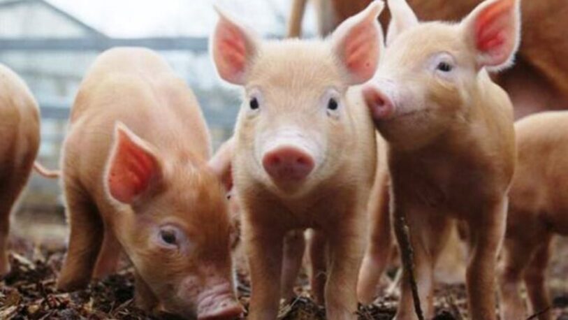 Por baja rentabilidad, productores misioneros abandonan la cría de cerdos