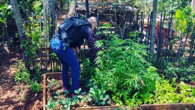 C. de la Sierra: ocultaba la marihuana entre los plantines de la huerta