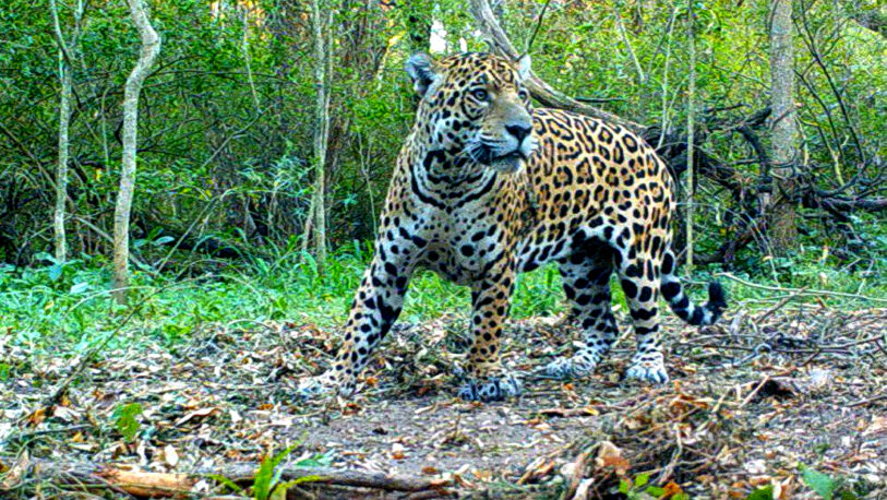Proyecto yaguareté: estiman que en Misiones hay una pequeña población de 90 felinos