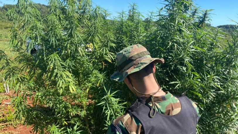 Secuestran más de 40 kilos de plantas de marihuana
