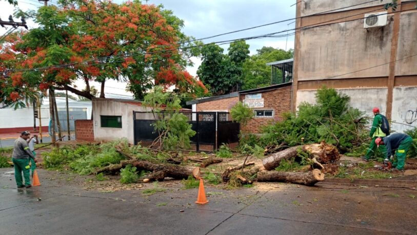 El temporal dejó caída de árboles e ingreso de agua en las viviendas