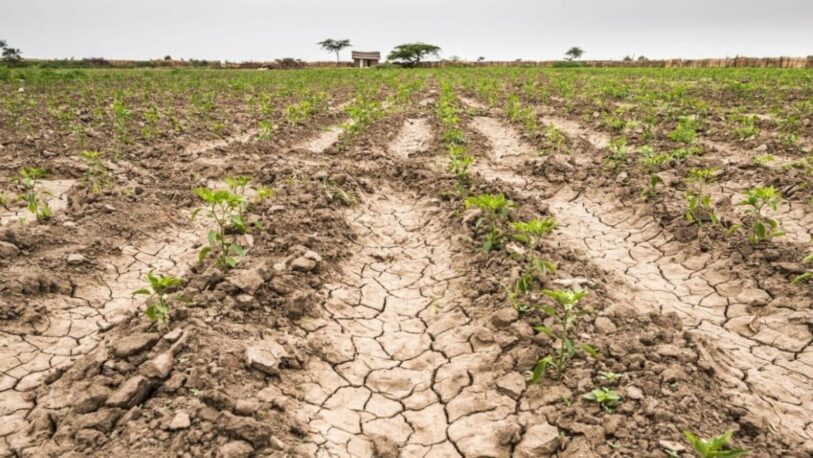 El norte de Santa Fe está muy afectado por la sequía