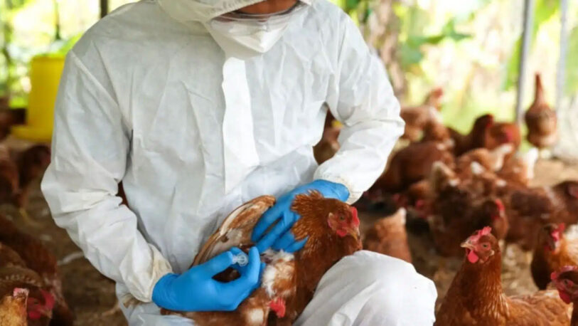 Gripe aviar: Confirmaron nuevos casos y ya suman 24 en el país