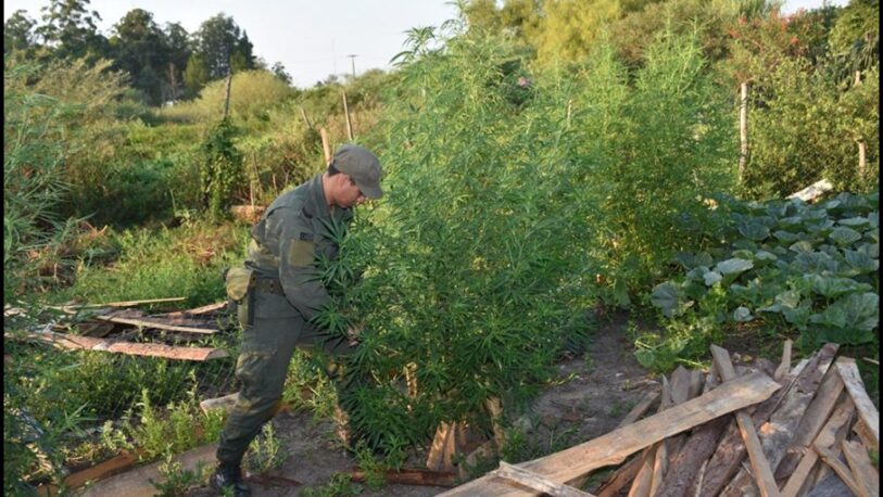 Secuestraron marihuana en una casa de Ituzaingó