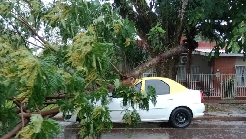 Tormenta en Posadas: un árbol cayó sobre un taxi