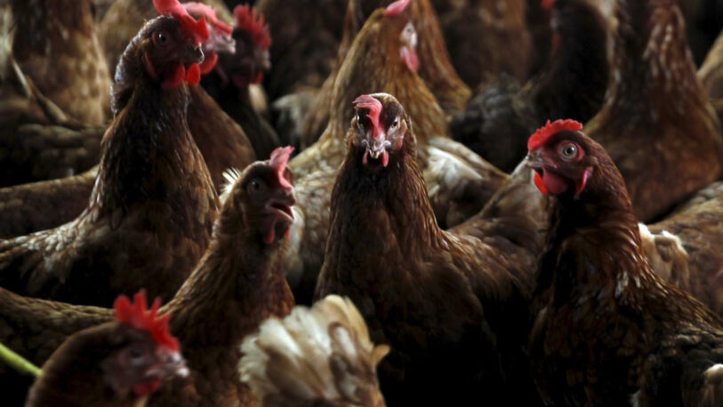 Gripe aviar: Confirmaron el primer caso en aves de corral