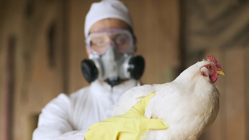 Detectaron nuevos casos positivos de gripe aviar