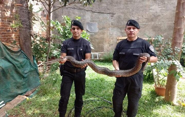 Encontraron una serpiente en un terreno baldío del centro de Apóstoles