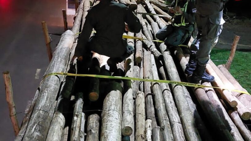 Ocultaba más de tres toneladas de marihuana bajo postes de eucaliptus