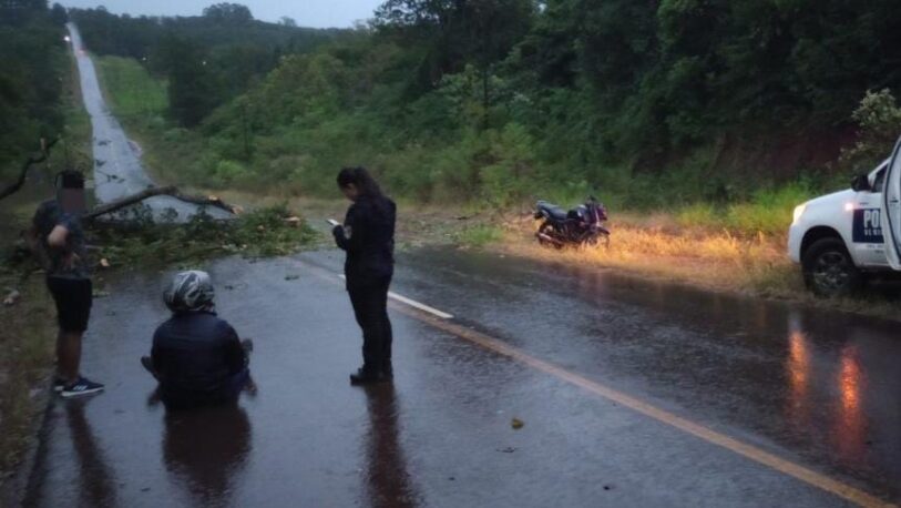 Un motociclista chocó un árbol caído sobre el asfalto