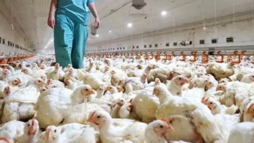 Gripe aviar: Senasa confirmó ocho nuevos casos en todo el país