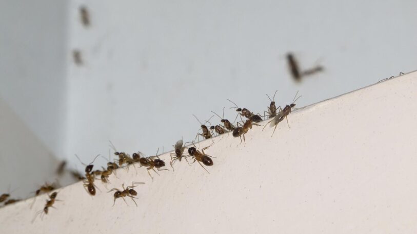 Adiós a las hormigas, con polvo de hornear