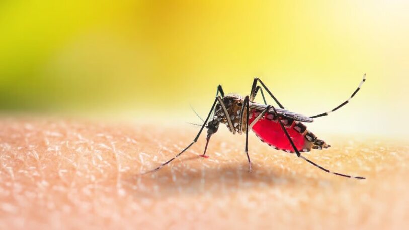 La ANMAT aprobó una vacuna contra el dengue y podría empezar a aplicarse a partir de septiembre