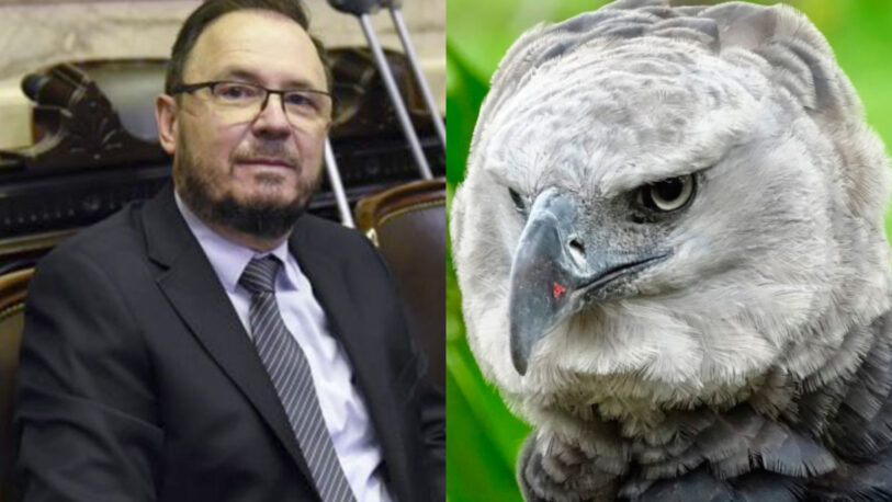 El misionero Sartori propuso declarar “monumento nacional” al águila harpía