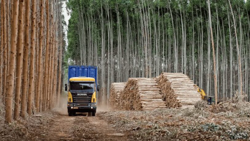 Corrientes: empresa adquirió 88.000 hectáreas de monocultivo forestal