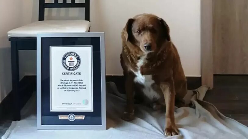 El perro más viejo del mundo: cumplió 31 años y rompió el récord Guinness