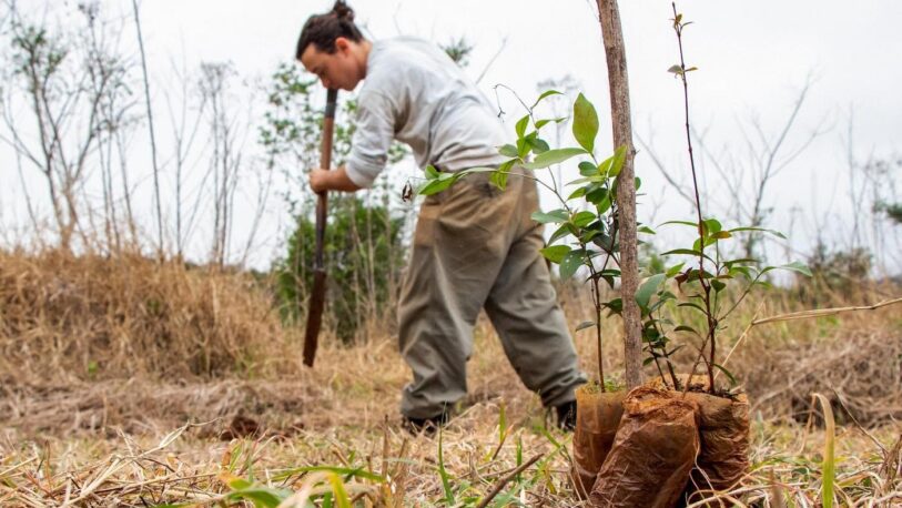Más de 15 años trabajando en la restauración de la selva misionera