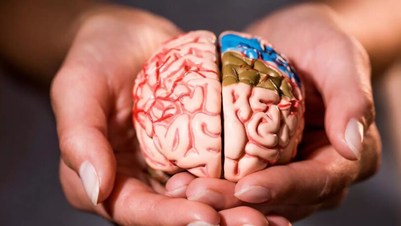 Día Mundial del Cerebro: ¿Cómo cuidarlo y prevenir un ACV?