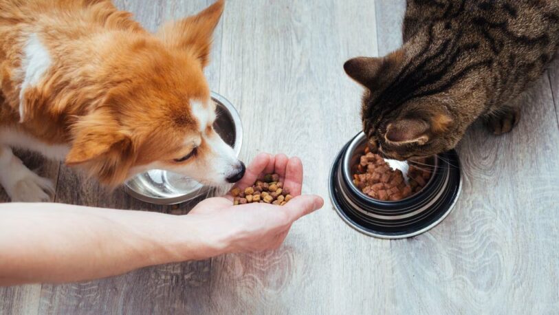 Destacan la importancia de la nutrición en el bienestar animal de las mascotas